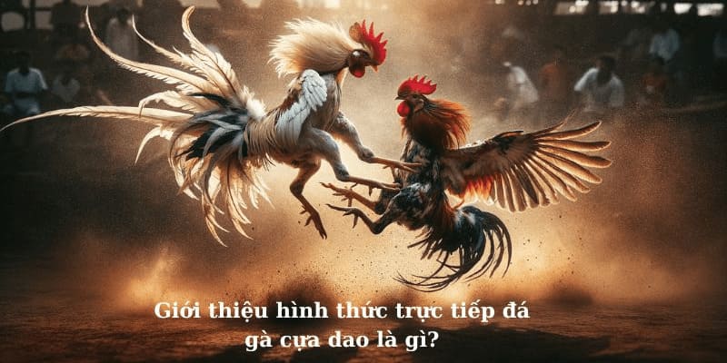 Đá gà cựa dao tại 789bet có sức hút lớn với người chơi 